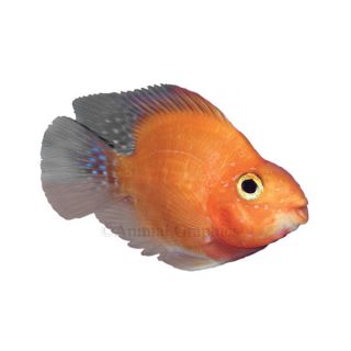 Blood Red Parrot Cichlid   South American Cichlids   Fish