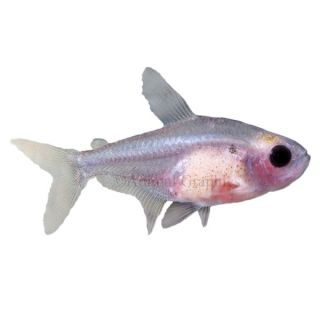 Red Belly X Ray Tetra   Tropical   Fish