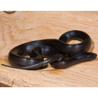 Mexican Black King Snake   Reptile   Live Pet