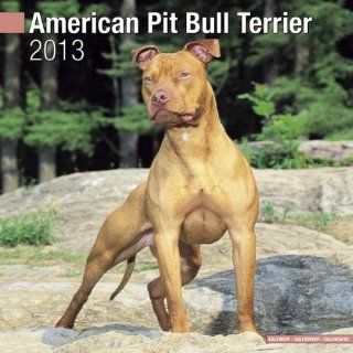 Kalender 2013 American Pit Bull Terrier + kostenlose Weihnachtskarte