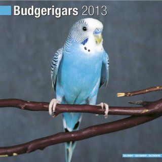 Kalender 2013 Wellensittich   Budgerigars   Sittiche + kostenlose