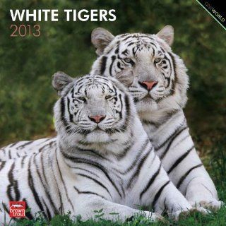 White Tigers 2013   Weiße Tiger   Original BrownTrout Kalender