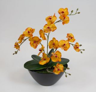 Dieses moderne Orchideen Arrangement hat mit der Dekoschale eine Höhe