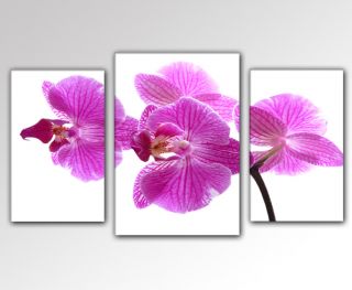 DESIGNBILDER  WANDBILD Orchidee lila pink Wohnzimmer Foto Kunst