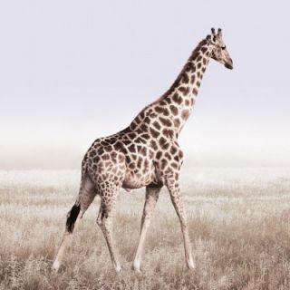 Glasbild Grace Giraffe Sephir Bild Wildtier Afrika Tier 50 x 50 cm