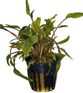 Grosser, brauner Wasserkelch MiOya / Cryptocoryne wendtii Mi Oya