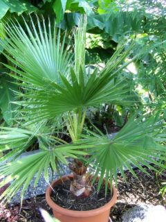 50 Washingtonia robusta Anfängerpalme schnellwachsend