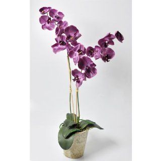 Orchidee Phalaenopsis 2 fach lila getopft 85cm Küche