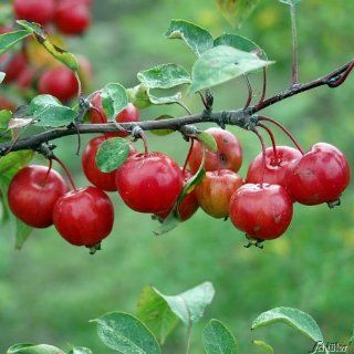 Zierapfel Evereste Garten