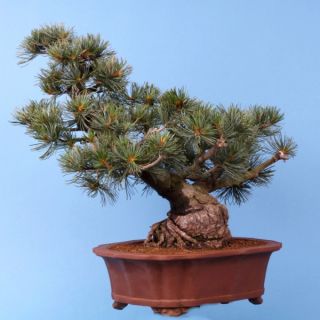 Bonsai   Pinus Parviflora, Japanische Mädchenkiefer, 137/13