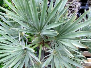 Trithrinax campestris, Nadelpalme 60cm, 10 15cm Stamm