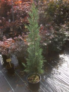 Cupressus arizonica Fastigiata, blaue Säule, 140cm