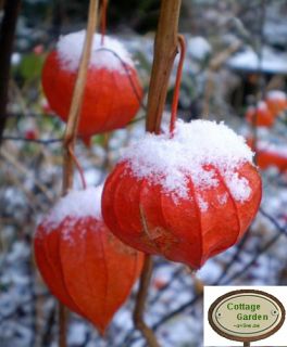 Physalis franchetii ~ Lampion Herbstzauber in orangerot