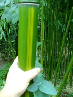 Der Phyllostachys vivax Huangwenzhu (so sein lateinischer Name) wird