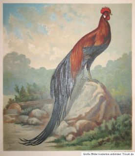 c1890 Huhn Hühner Hen Chicken Phönix Hahn   Chromolithographie von