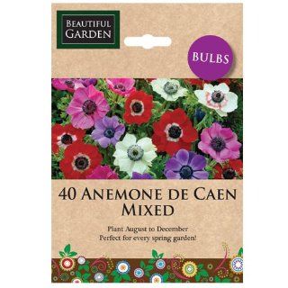 40 Anemone De Caen durch Verkäufer Hütte Mixed Garten