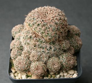 , Kaktus, Sulcorebutia crispata WR 288, cluster, älter (277)