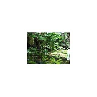 Pflanzenset für Regenwald Paludarium Terrarium Haustier