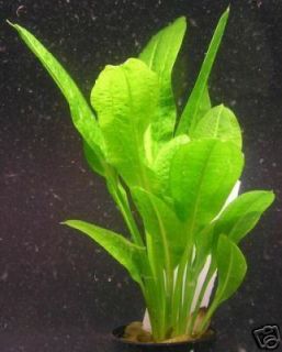 Samolus Schwertpflanze / Echinodorus parv. Tropica Topf