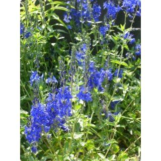 Veronica teucrium `Knallblau   Ehrenpreis Garten