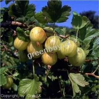 Gelbe Stachelbeere Hinnomäki Stachelbeeren Hochstamm