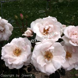 New Dawn Kletterrose rosa weiss Rose Rosen Container