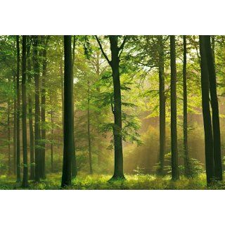Fototapete Autumn Forest, Herbst Wald, 8 teilig, 366 x 254 cm