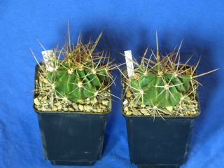Ferocactus echidne var. rafaeliensis, Kaktus / Kakteen (486)