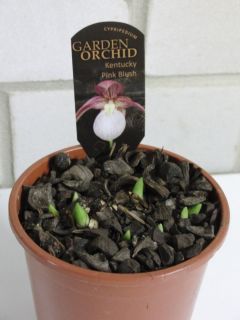 Cypripedium Kentucky Pink Blush 5 Trieber Garten Orchidee