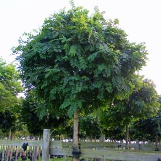 Kugelrobinie / Kugelakazie (Robinia pseudoacacia Umbraculifera) im