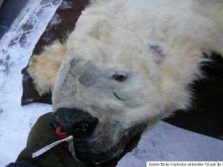 Eisbär Präparat oso blanco báixióng ursus maritimus cites polar