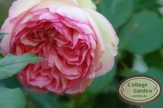 Eden Rose 85  R ~ Sinnlich schön verschwenderisch