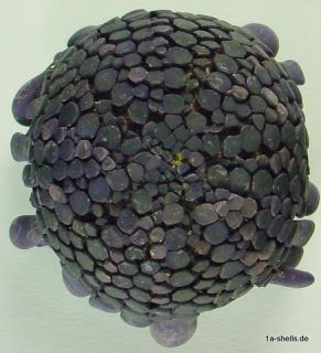 sea urchin seeigel   colobocentrotus atratus 55 mm