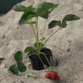 Erdbeeren Honeoye (Fragaria Honeoye) Pflanzen im Topf 15 20cm