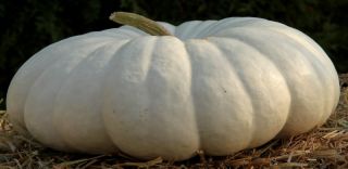 Flat white boer pumpkins are a rich white to cream colour with a