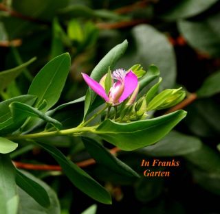 Kreuzblume @ Polygala myrtifolia @ Kübelpflanze @ Blüte pink @ 5