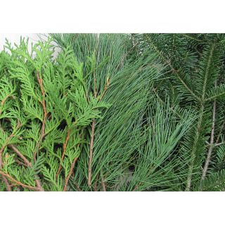 10 pounds Fresh Balsam Cedar and Pine Boughs