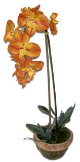 Deluxe 26 inch Artificial Orchid in Ceramic Pot